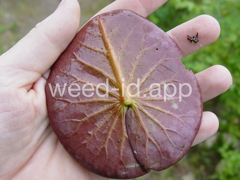 waterlily, fragrant